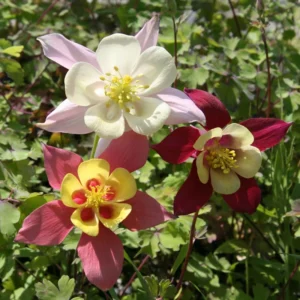 Mixed McKana Hybrid Columbine Flower Bulbs - 3 Roots per Pack - Naturalizing - Perennializing - Live Garden
