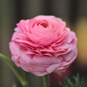 Tecolote Ranunculus Pink Bulbs for Planting - 25 Bulbs Per Pack