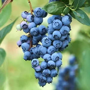 Blueberry Bush Plant - Live Plant 4 Inch Pot - High Yield