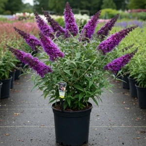 Black Knight Butterfly Bush Live Plant 4-6 Inch Garden Planting