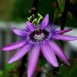 Passiflora Lady Margaret Vine - Live Red Burgundy Passion Flower - 4-6 Inches