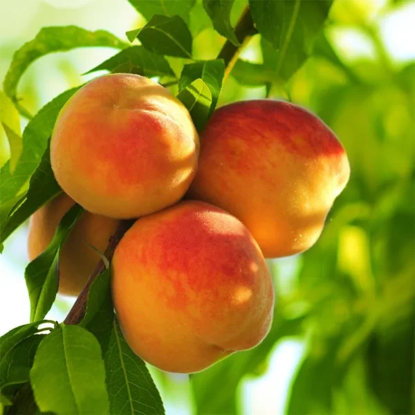 Early Elberta Peach Tree Bare Root 3-4 Ft - Fruit Tree - Fast Growing