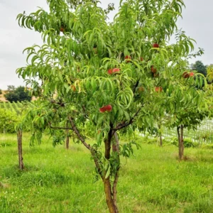 Early Elberta Peach Tree Bare Root 3-4 Ft - Fruit Tree - Fast Growing
