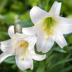 Easter Lily Flower Bulbs - 1 Lilies Bulbs per Pack - PRE-Chilled Bulbs Ready to Grow Indoors - Pleasantly Scented - Attracts Butterflies and Hummingbirds - Grows Well in Containers