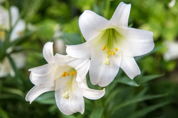 Easter Lily Flower Bulbs - 1 Lilies Bulbs per Pack - PRE-Chilled Bulbs Ready to Grow Indoors - Pleasantly Scented - Attracts Butterflies and Hummingbirds - Grows Well in Containers