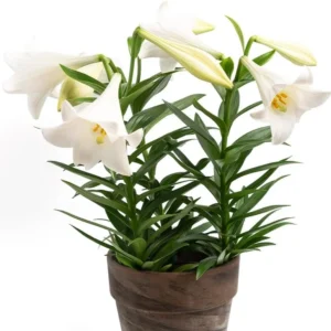 Easter Lily Flower Bulbs - 1 Lilies Bulbs per Pack - PRE-Chilled Bulbs Ready to Grow Indoors - Pleasantly Scented - Attracts Butterflies and Hummingbirds - Grows Well in Containers