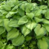 Easy to Grow Hosta 'Guacamole' Bulbs (1 Bulbs Per Pack) - Lime Green Foliage & Lavender Flowering Blooms for Shade Gardens