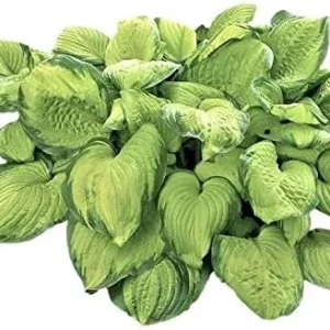 Easy to Grow Hosta 'Guacamole' Bulbs (1 Bulbs Per Pack) - Lime Green Foliage & Lavender Flowering Blooms for Shade Gardens