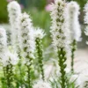 Easy to Grow Liatris Spicita Alba - White Liatris Plant Bulbs (10 Pack) - White Feathery Flowering Blooms in Summer to Fall Gardens