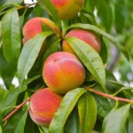 Elberta Peach Tree - 4-5 Ft Bare Root Live Fruit Tree Orchard