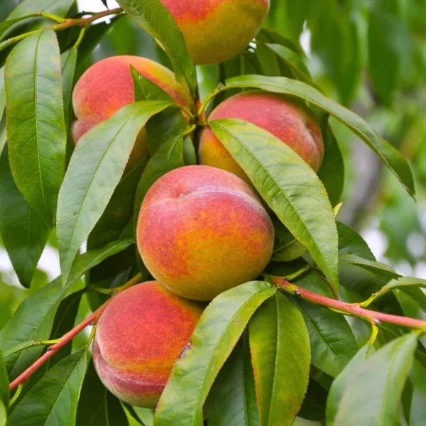Elberta Peach Tree - 4-5 Ft Bare Root Live Fruit Tree Orchard