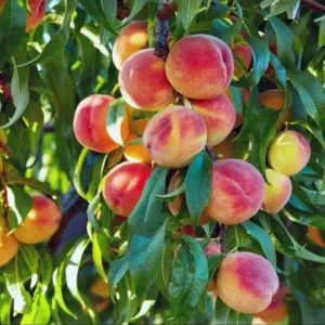 Elberta Peach Tree - 4-5 Ft Bare Root Live Fruit Tree Orchard