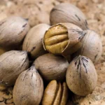 Elliot Pecan Tree Live Plant - 3-4 ft Bare Root Pecan Tree Sapling