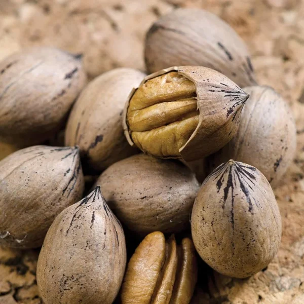 Elliot Pecan Tree Live Plant - 3-4 ft Bare Root Pecan Tree Sapling