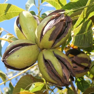 Elliot Pecan Tree Live Plant - 3-4 ft Bare Root Pecan Tree Sapling