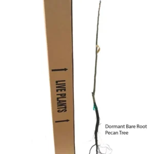 Elliot Pecan Tree Live Plant - 3-4 ft Bare Root Pecan Tree Sapling