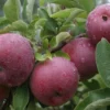 Empire Apple Tree - Live Fruit Tree 4-5 Ft Tall Bare Root Orchard Plant