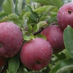 Empire Apple Tree - Live Fruit Tree 4-5 Ft Tall Bare Root Orchard Plant