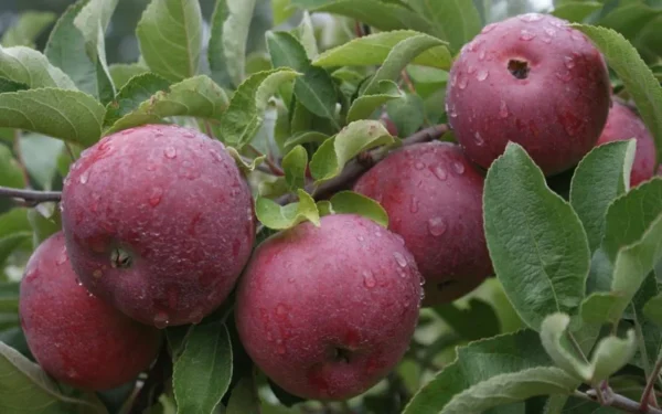 Empire Apple Tree - Live Fruit Tree 4-5 Ft Tall Bare Root Orchard Plant