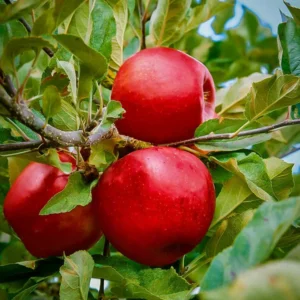 Empire Apple Tree - Live Fruit Tree 4-5 Ft Tall Bare Root Orchard Plant