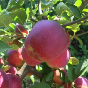 Empire Apple Tree - Live Fruit Tree 4-5 Ft Tall Bare Root Orchard Plant
