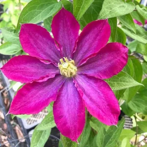 Pink Champagne Clematis - Live Plant in 3 to 4 Inch Growers Pot - Starter Plants Ready for The Garden