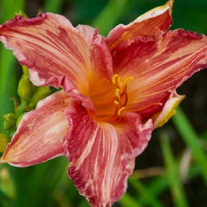 Pink Stripes Reblooming Daylily - Flower Bulbs - Pink Blooms - 1 Bulb Pack