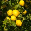 Eureka Lemon Fruit Tree - 2-3 Ft Tall Live Plant for Planting in Pot