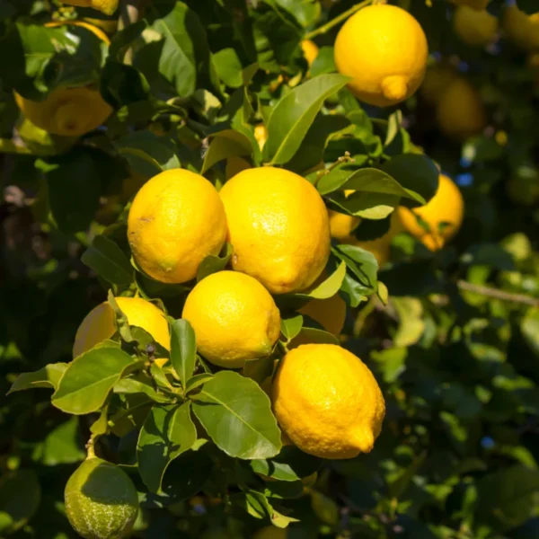 Eureka Lemon Fruit Tree - 2-3 Ft Tall Live Plant for Planting in Pot
