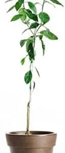 Eureka Lemon Fruit Tree - 2-3 Ft Tall Live Plant for Planting in Pot