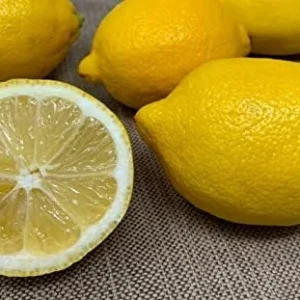 Eureka Lemon Fruit Tree - 2-3 Ft Tall Live Plant for Planting in Pot