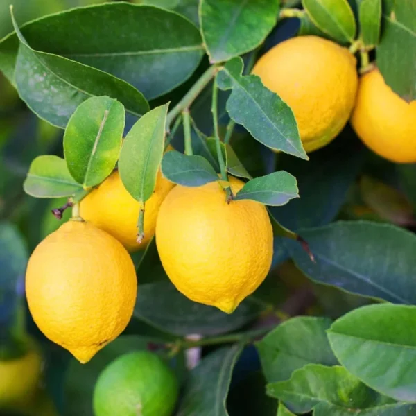 Eureka Lemon Tree - Lemon Fruit Tree 1 Quart Pot - Grow Your Own Lemons