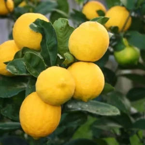 Eureka Lemon Tree - Lemon Fruit Tree 1 Quart Pot - Grow Your Own Lemons