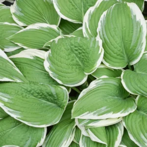 Patriot Hosta Bulb - 1 Bulbs per Pack - Shade Loving Plant