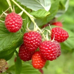 Red Raspberry Plant Bare Root 3 Pack - Easy To Grow