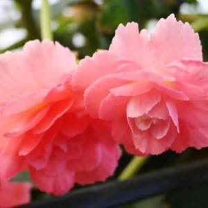 Pink Delight Fragrant Begonia Flower Bulbs - 3 Bulbs per Pack - Easy Grow Outdoor Plants