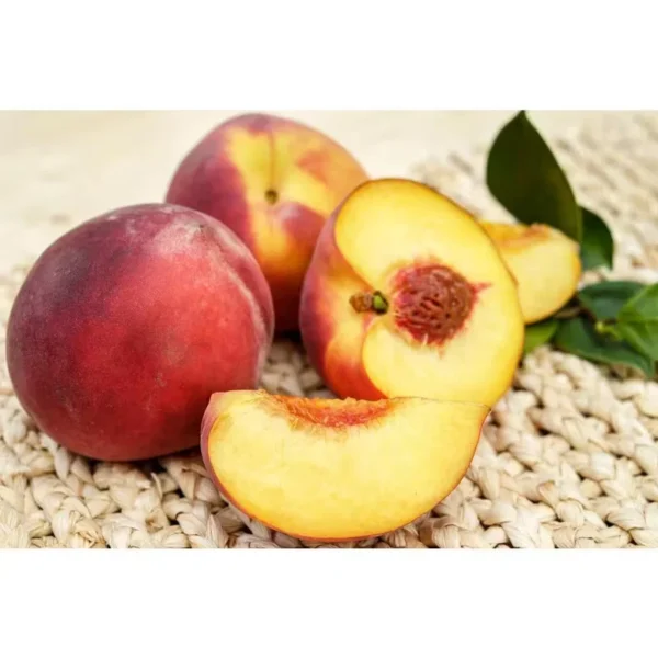 Fantasia Nectarine Tree - Fruit Tree 1.5 to 3 Feet - Garden Ready