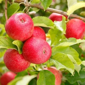 Pink Lady Apple Tree - Fruit Tree - 1.5 to 3 Feet Tall - Edible Apples