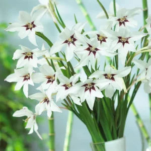 Gladiolus Murielae or Peacock Orchid Flower Bulbs - 25 Bulbs per Pack - Pleasantly Scented