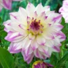Ferncliff Illusion Dinnerplate Dahlia Flower Bulbs - 1 Bulbs Per Pack