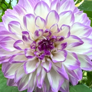 Ferncliff Illusion Dinnerplate Dahlia Flower Bulbs - 1 Bulbs Per Pack