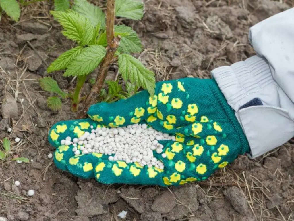 "Gardener adding fertilizer to Glencoe raspberry plants to support healthy growth."