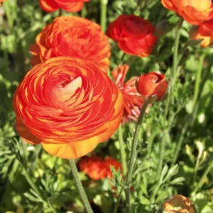Tecolote Ranunculus Sunset Bulbs for Planting - 25 Bulbs Per Pack