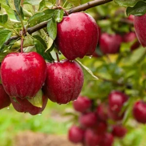 Fireside Apple Tree Bare Root 4-5 Feet - Fruit Tree