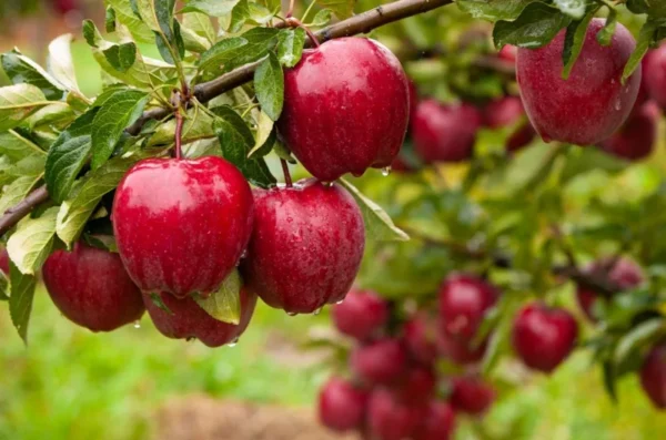Fireside Apple Tree Bare Root 4-5 Feet - Fruit Tree