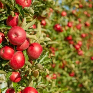 Fireside Apple Tree Bare Root 4-5 Feet - Fruit Tree
