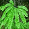Five-Finger Maidenhair Fern Plant 3.5" Pot Bright Green Lacy Foliage