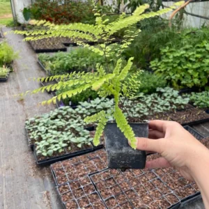 Five-Finger Maidenhair Fern Plant 3.5" Pot Bright Green Lacy Foliage