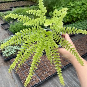 Five-Finger Maidenhair Fern Plant 3.5