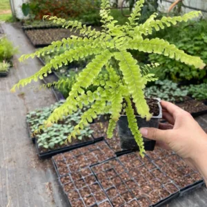 Five-Finger Maidenhair Fern Plant 3.5